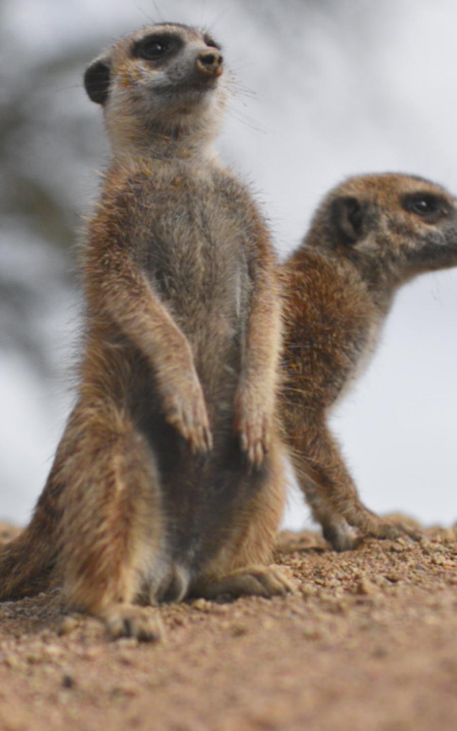 walking for the first time, town with rich-minerals, and adorable meerkats.