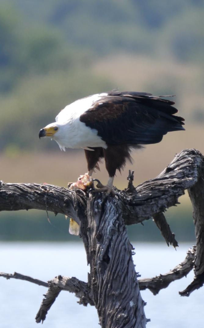 African Fish Eagle