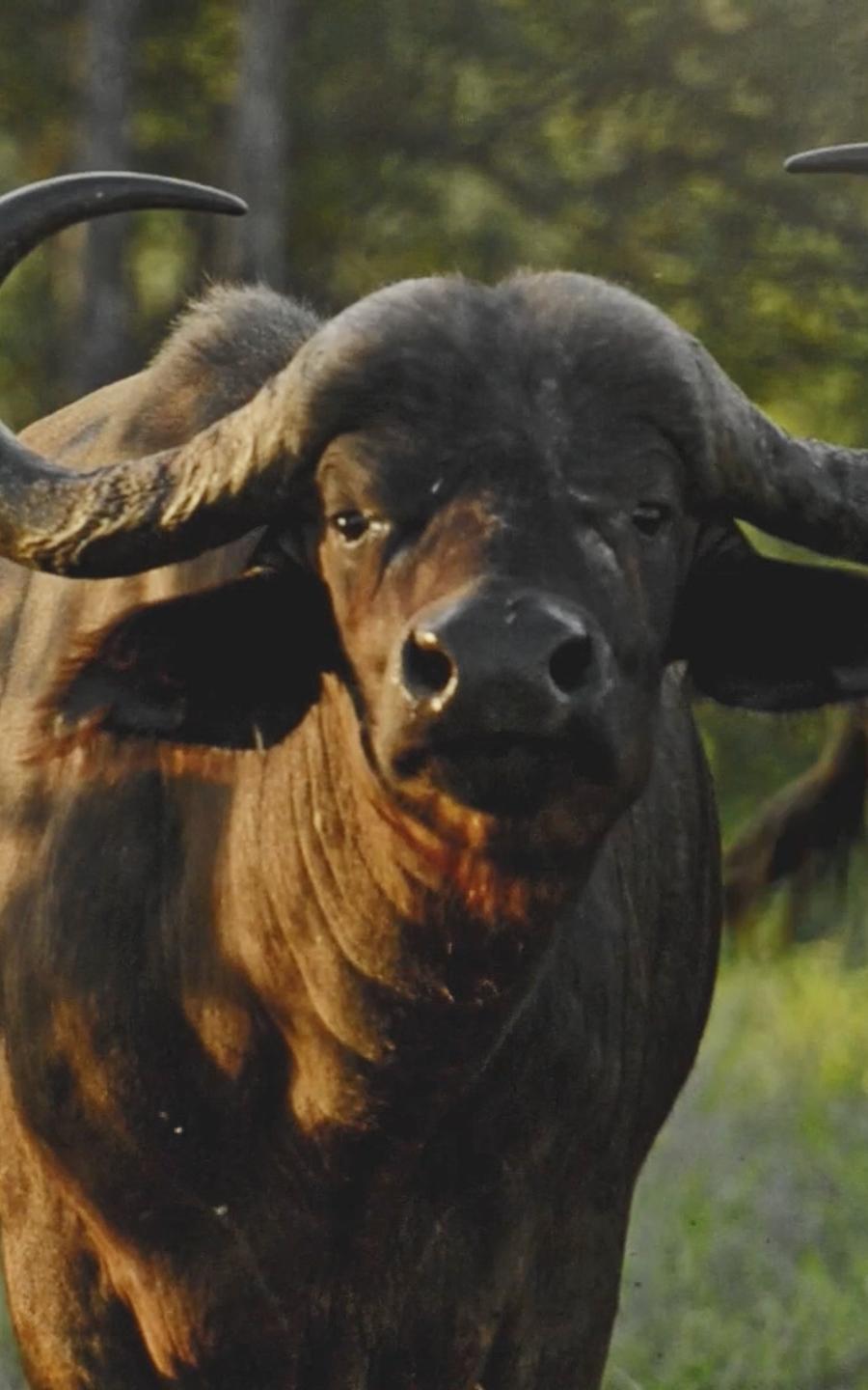 Buffalo