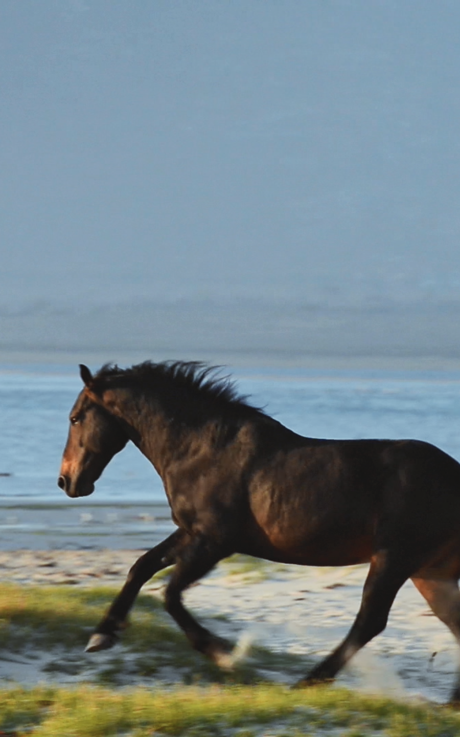 Horses. 