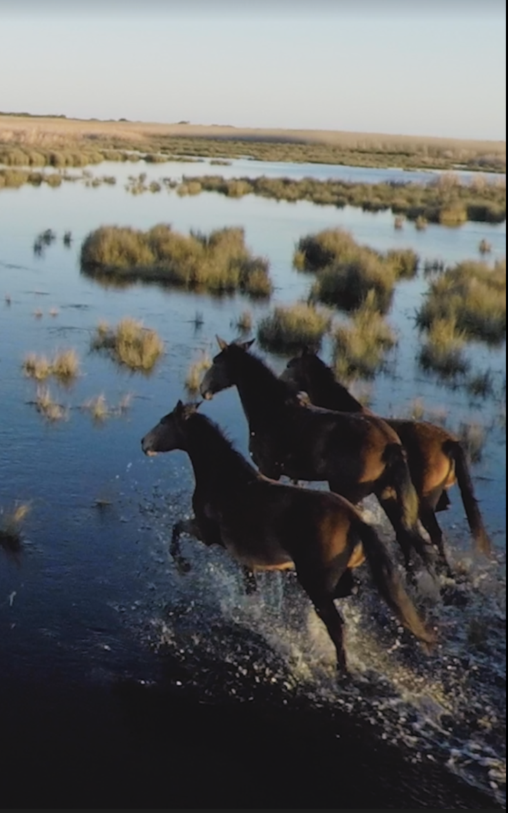 Horses in Marsh