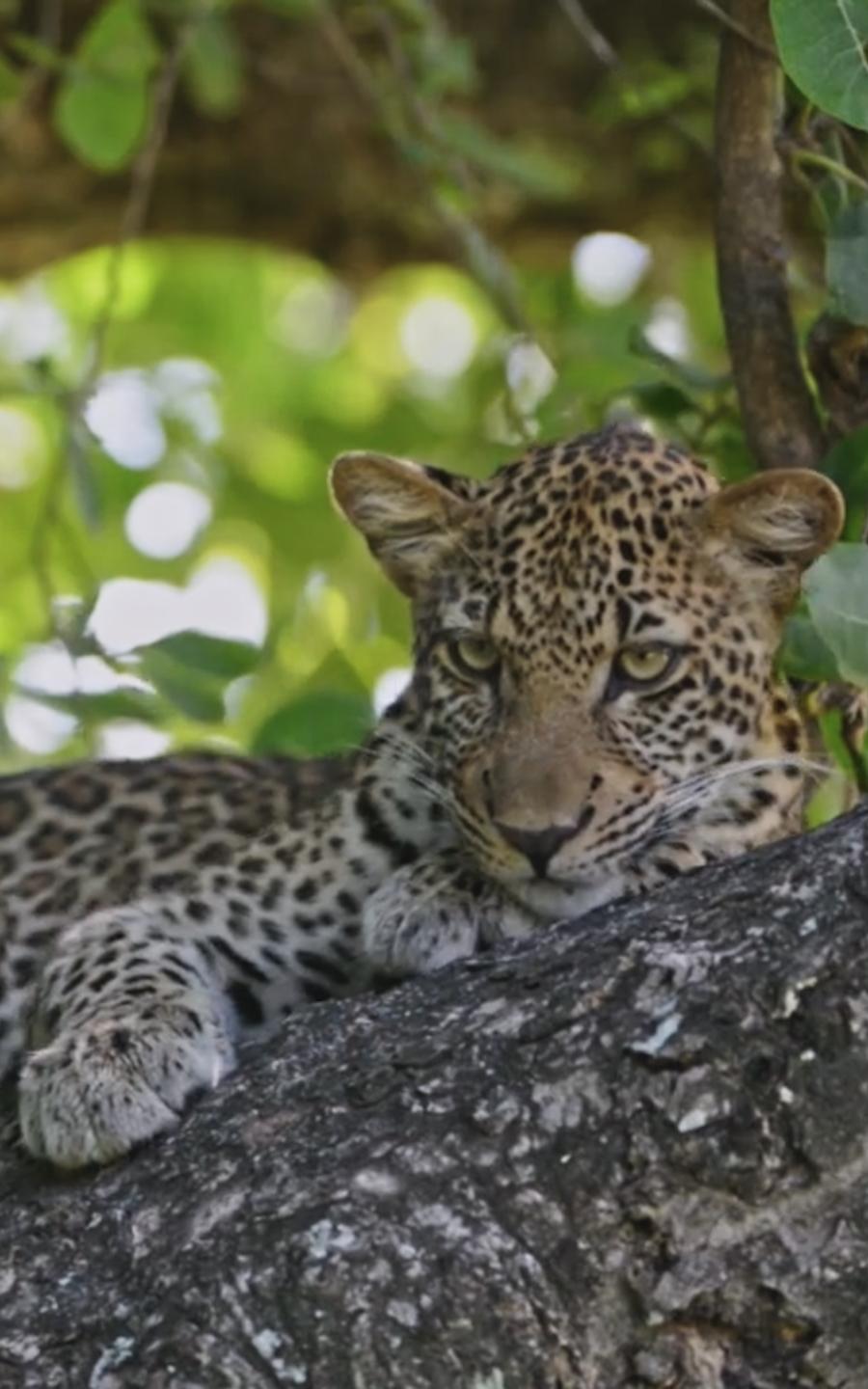 leopard.
