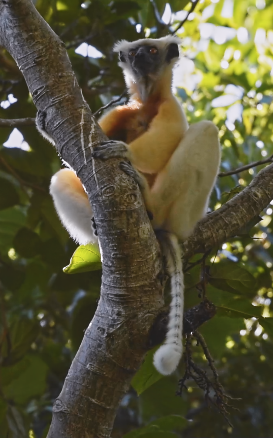 Lemurs on a tree.