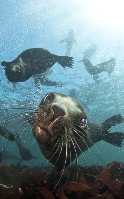 seals.