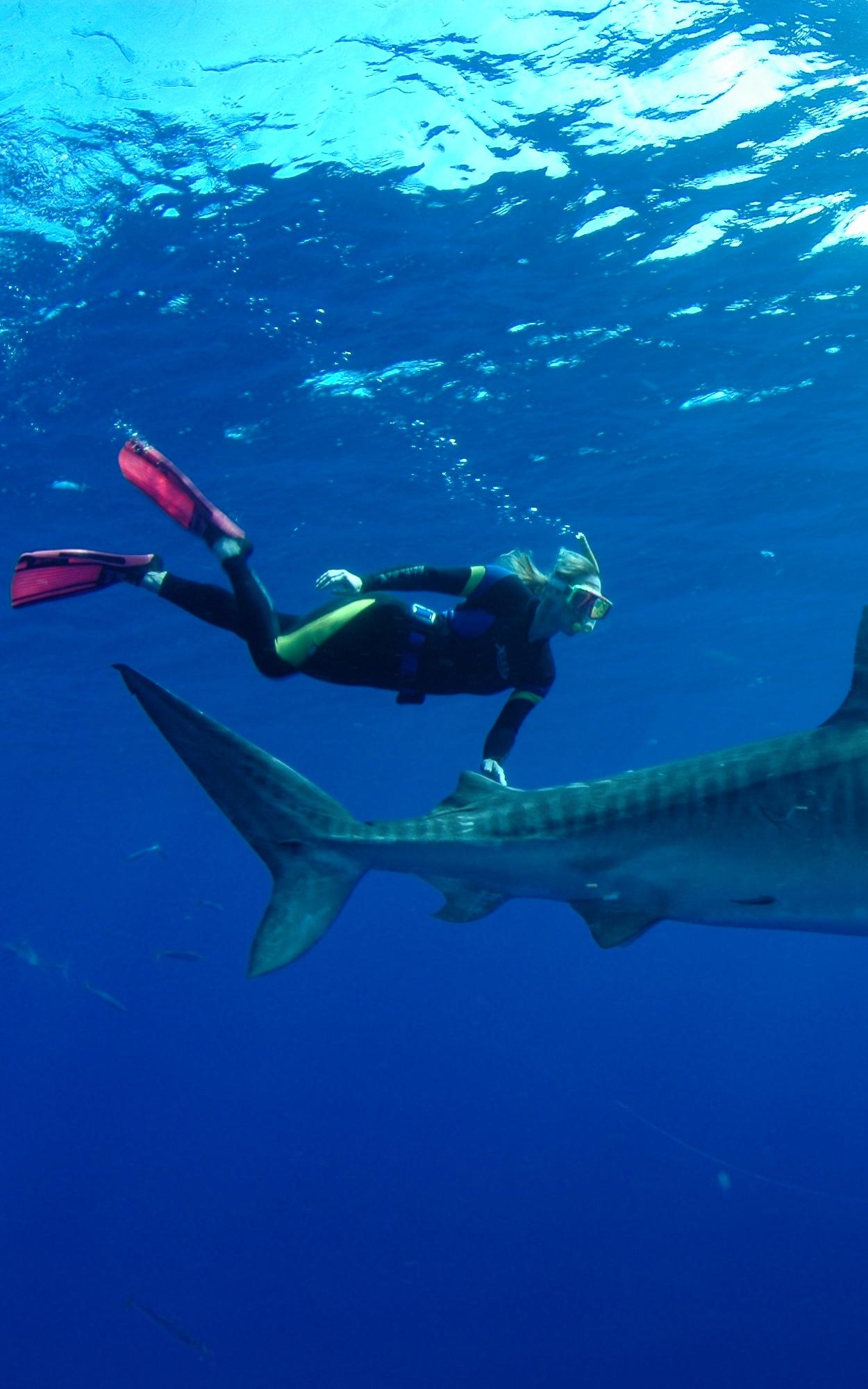 beautiful news shark allies