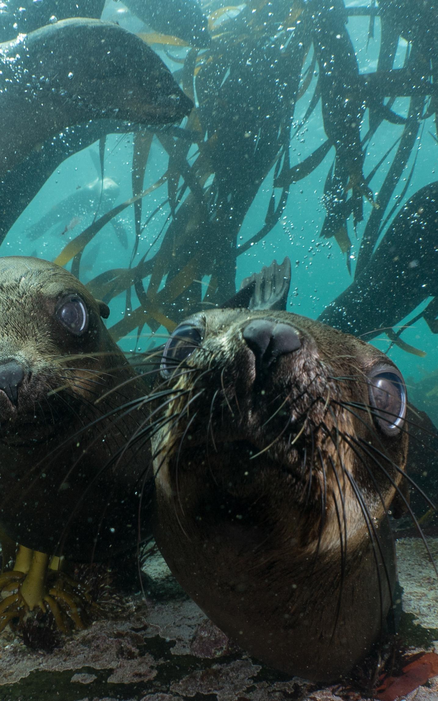 beautiful news animal ocean