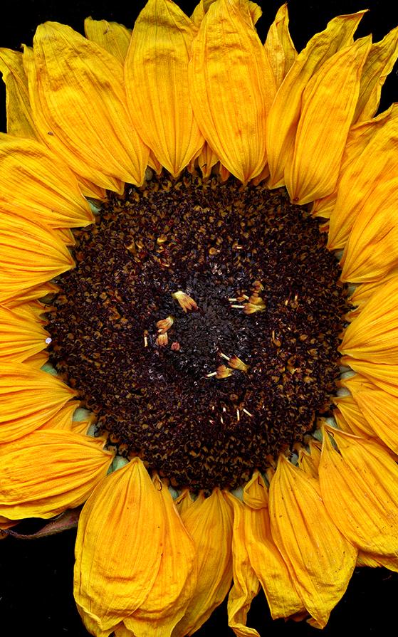 Meet the artist using a scanner to create a new perspective of beauty 