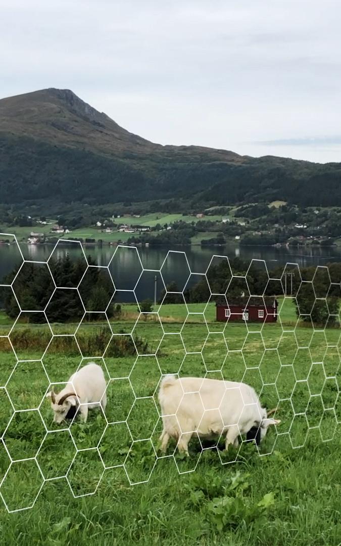 This is how virtual fences are rewriting the rules of farming. 