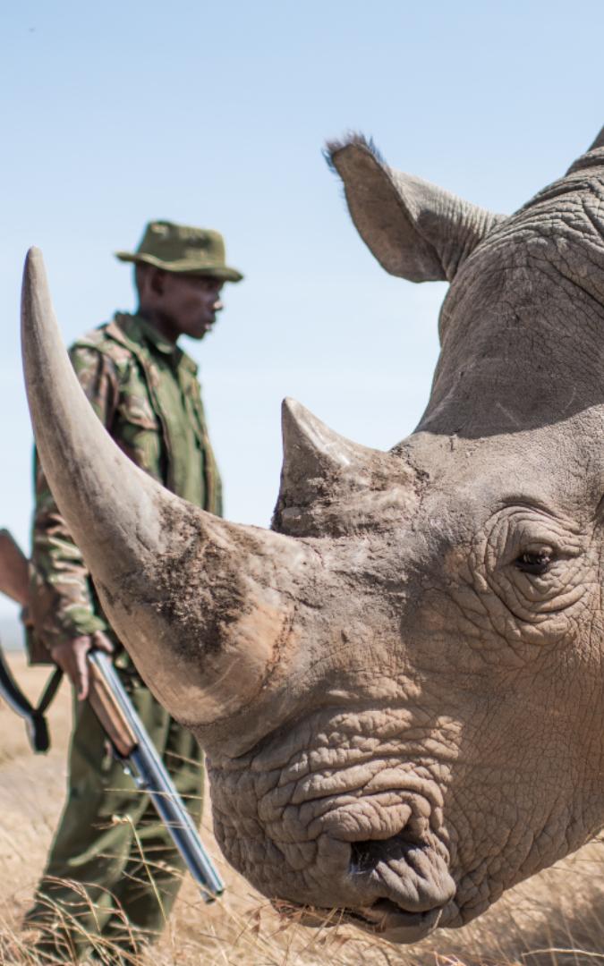 Man protecting a rhino.