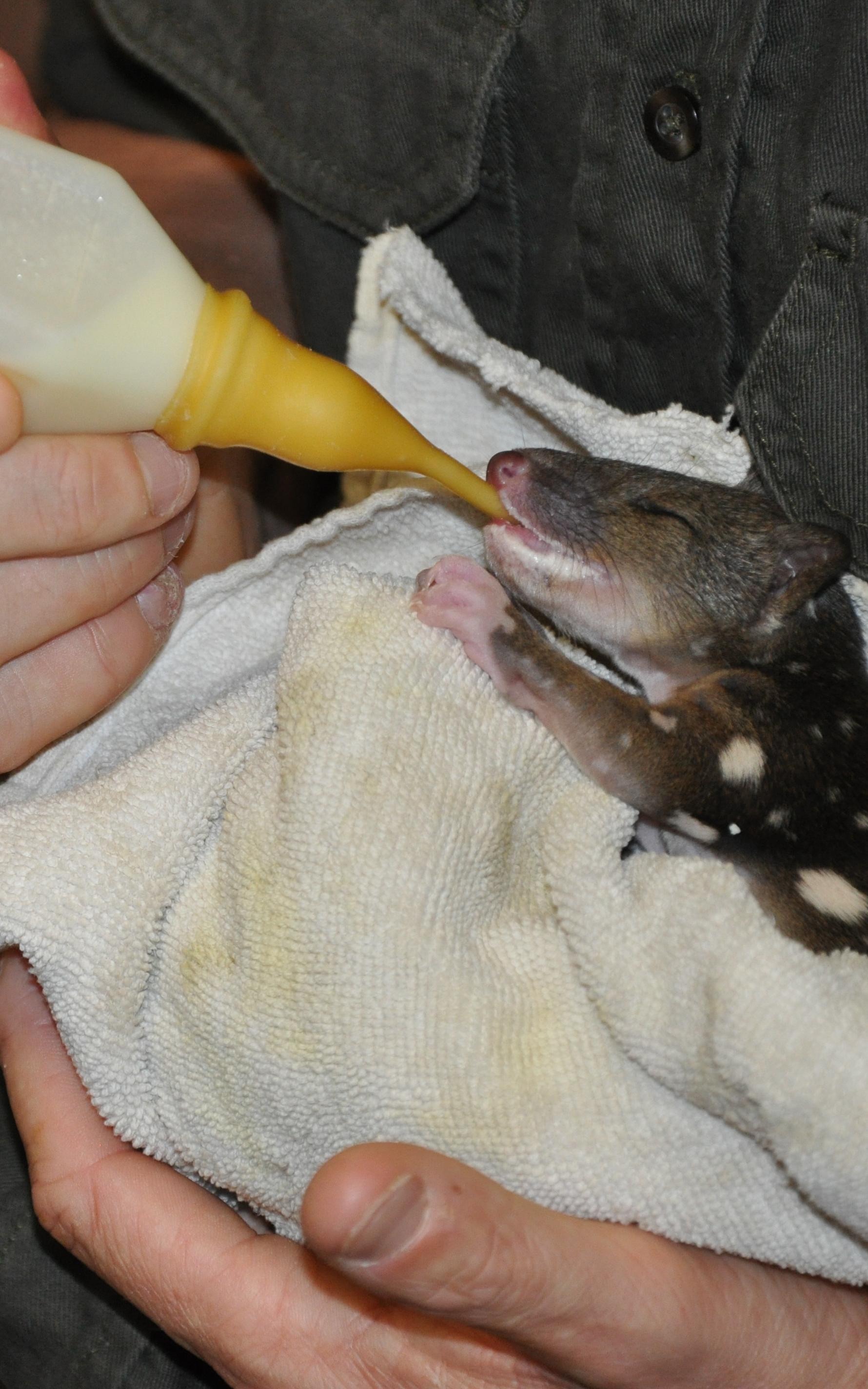beautiful news conservation