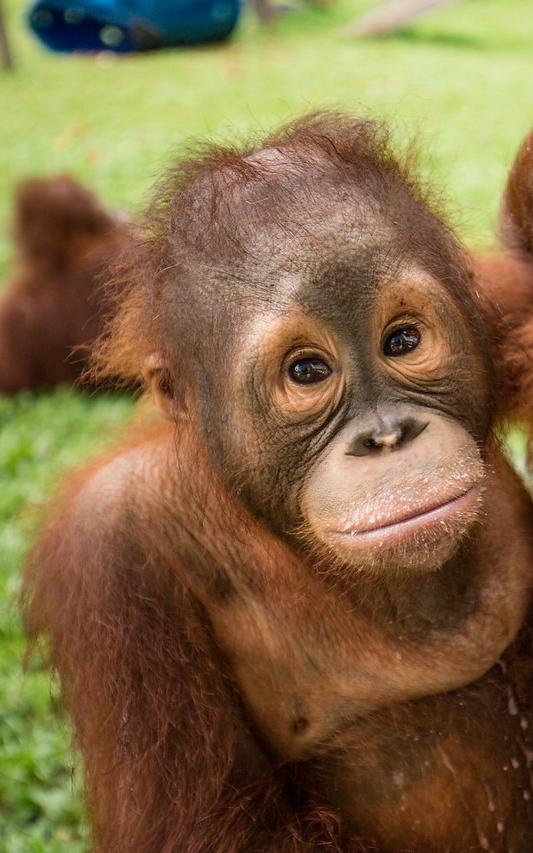Beautiful News-Two orangutans. 