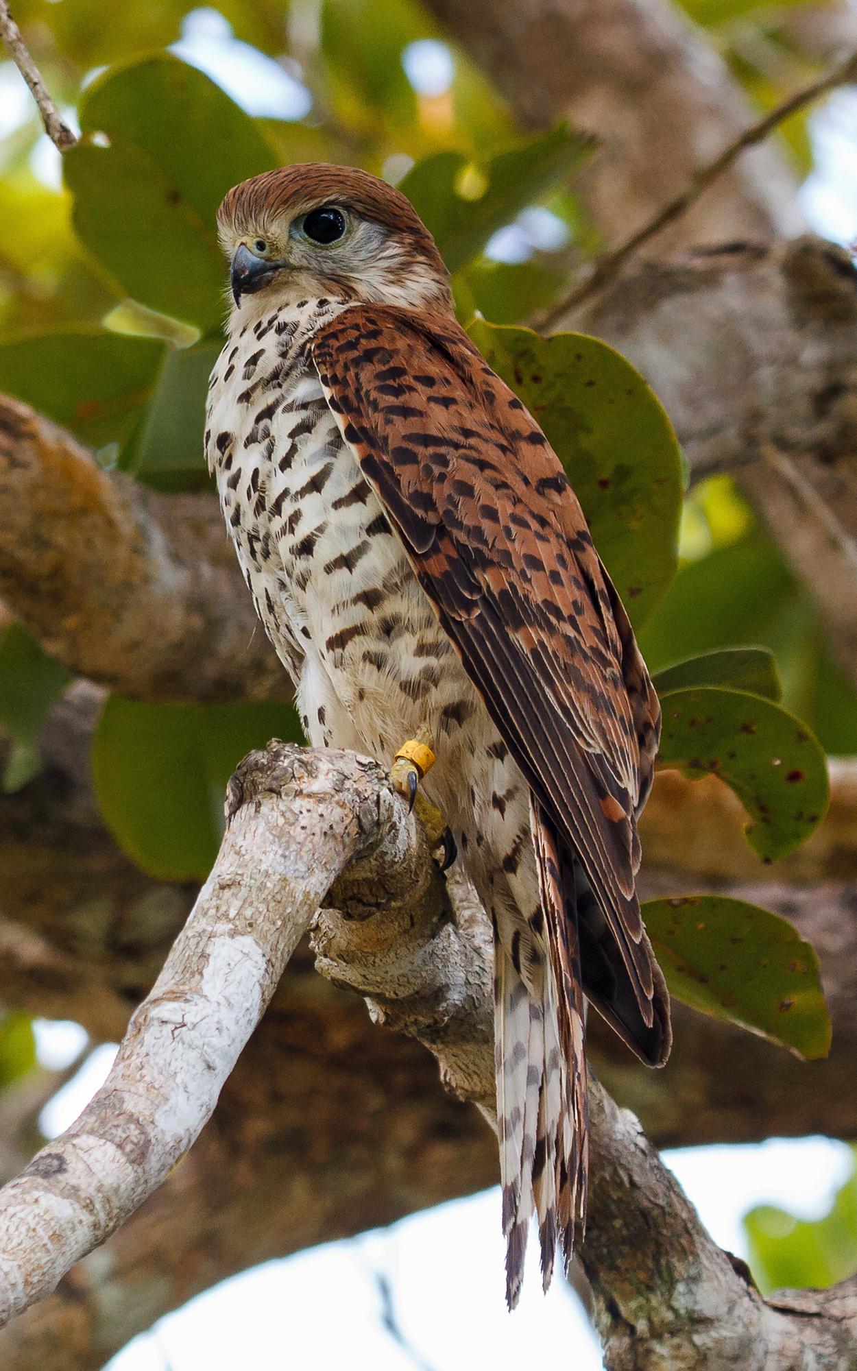 beautiful news wildlife foundation