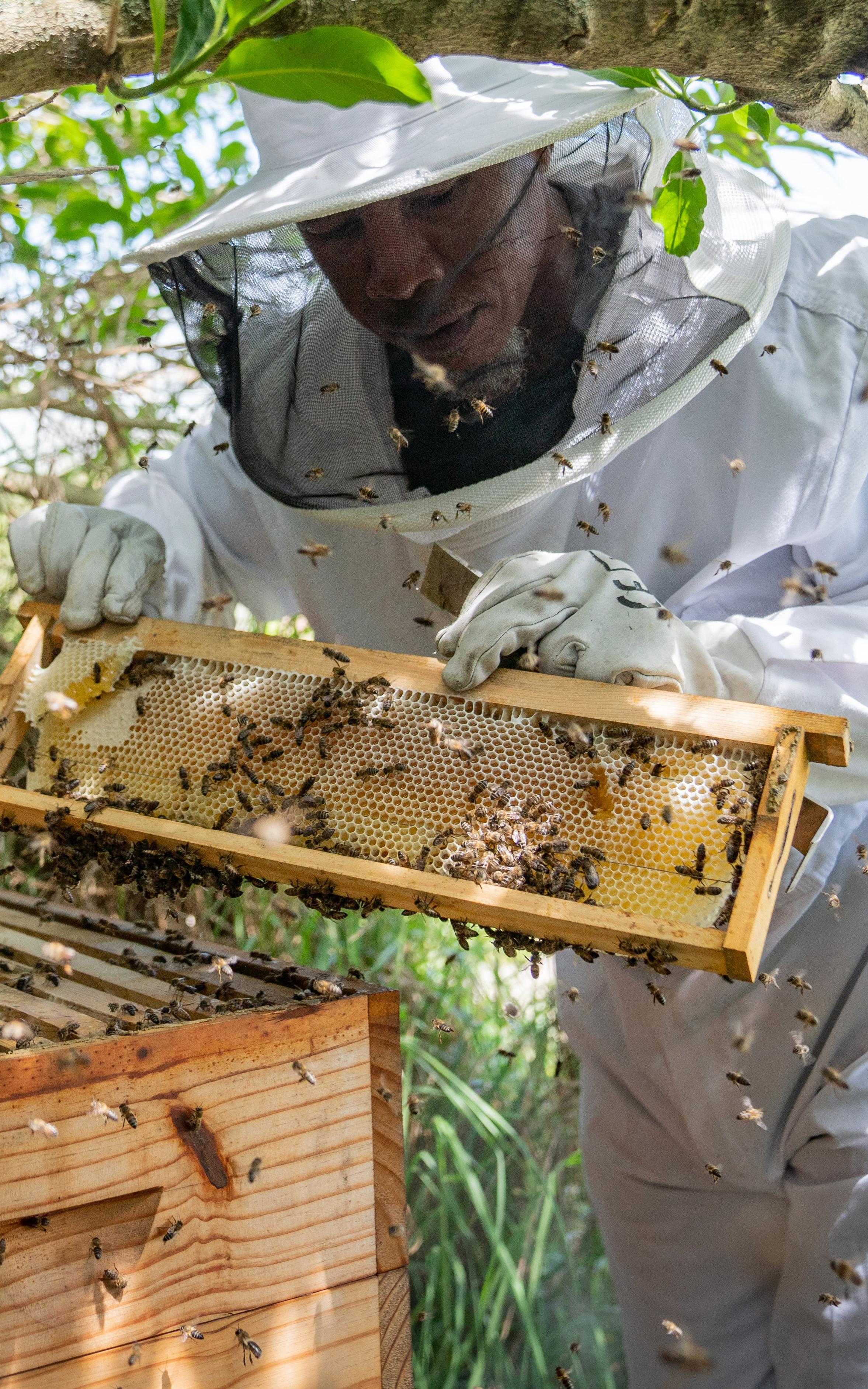 Musician turns to beekeeping to heal