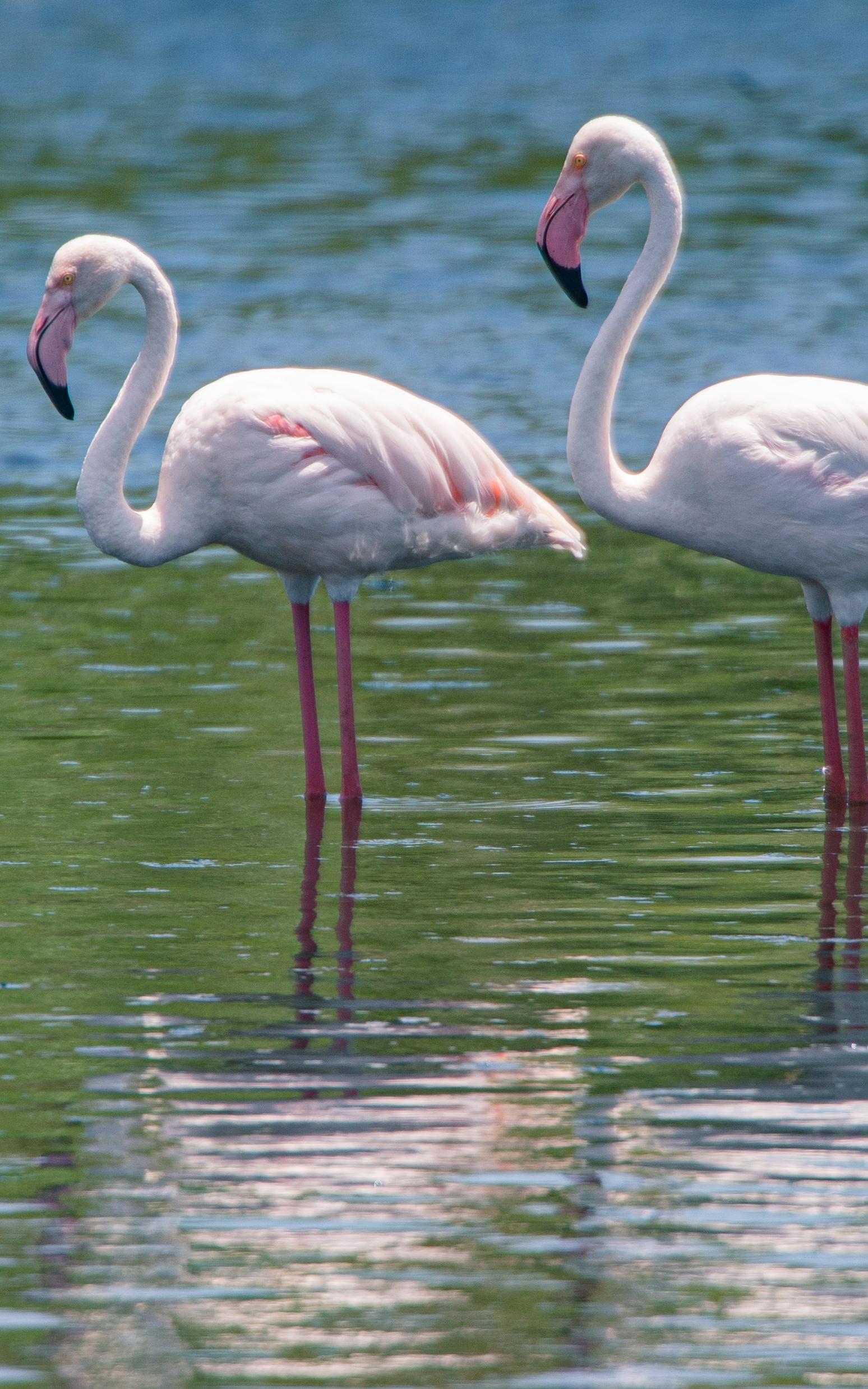 Flamingos. 