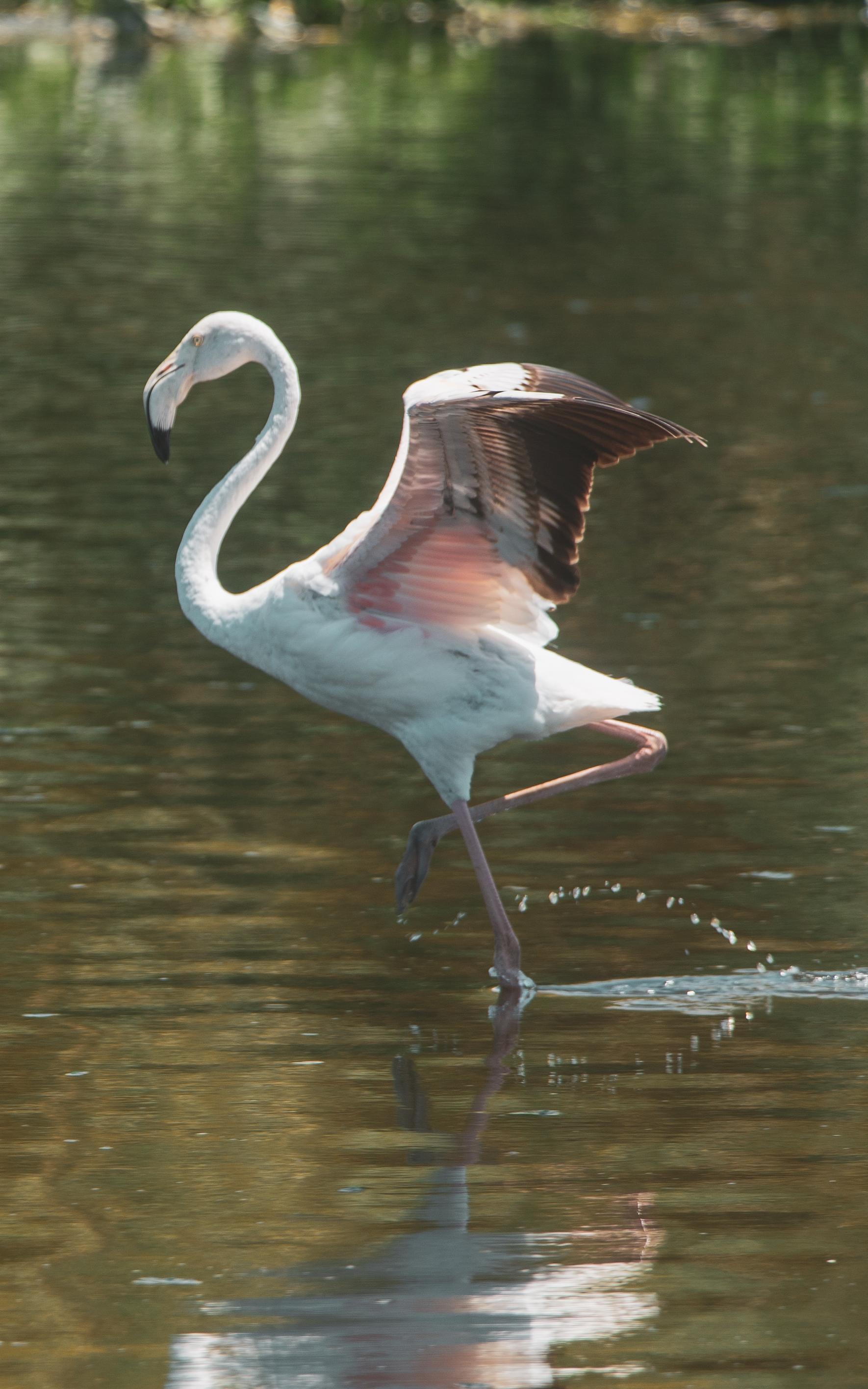 Flamingo. 