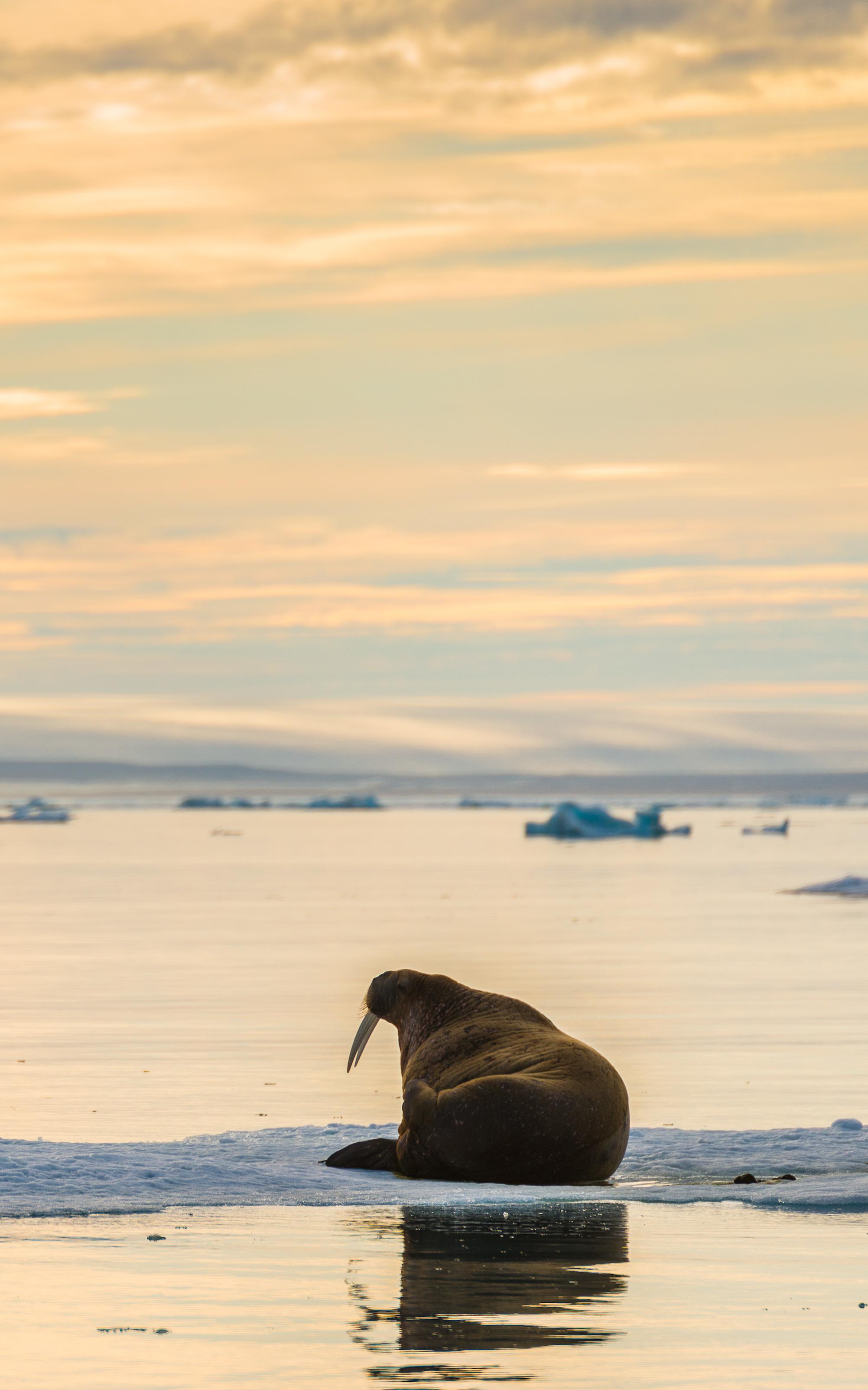 Walrus on iceberg.