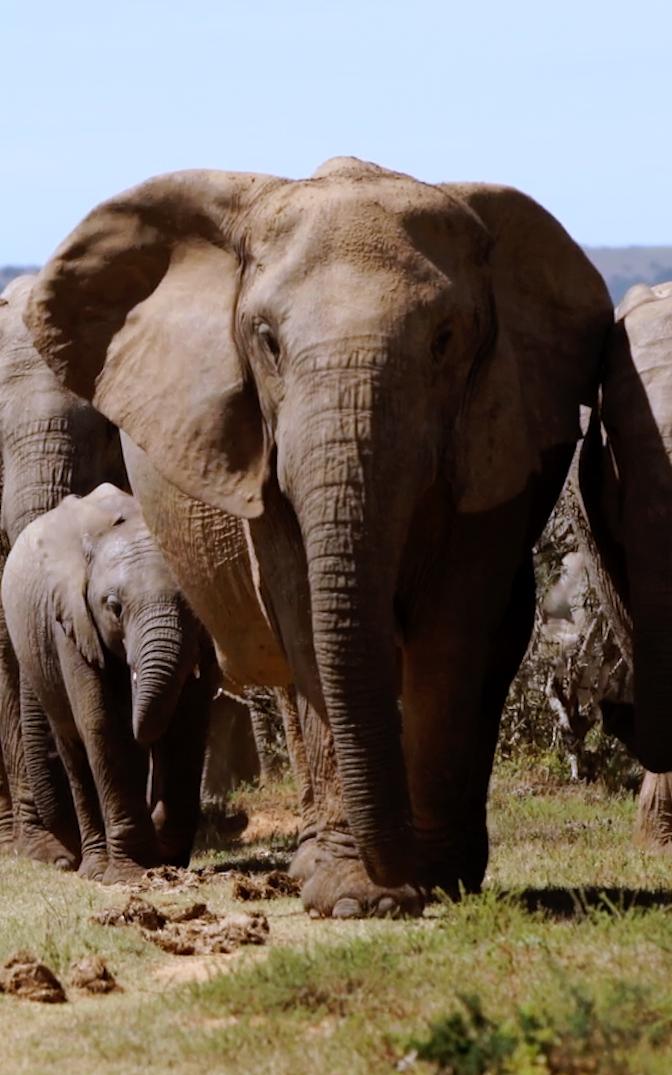 Elephants