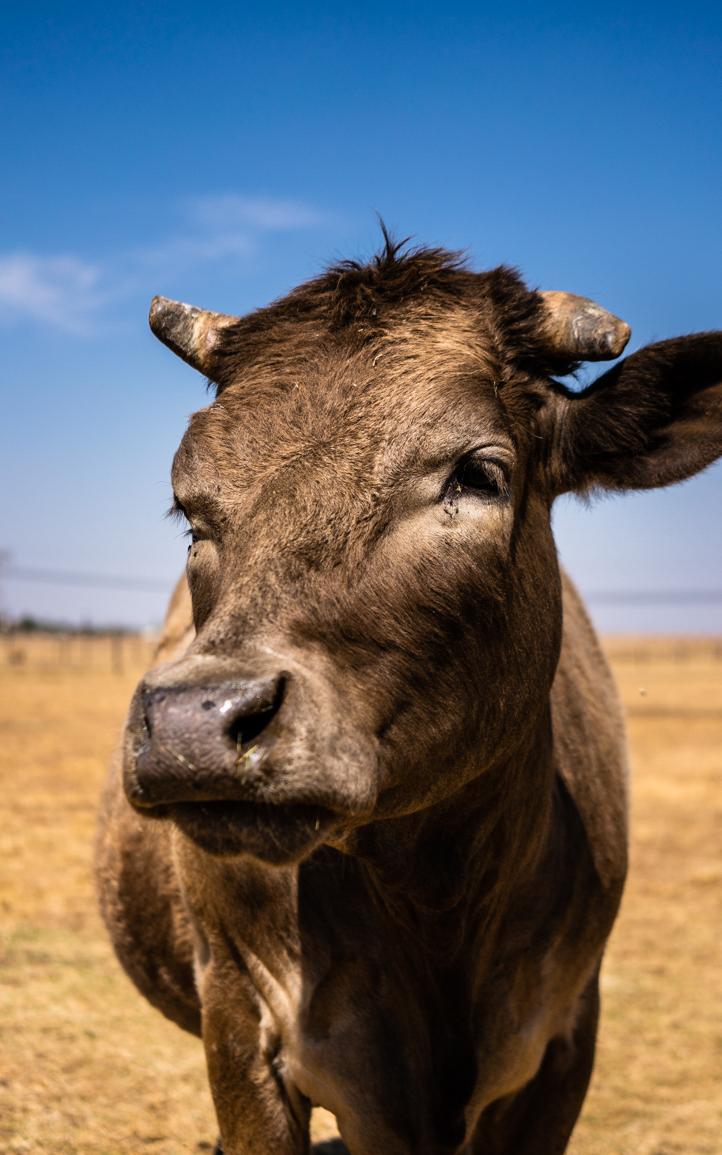 Why did this cow’s hip make history?
