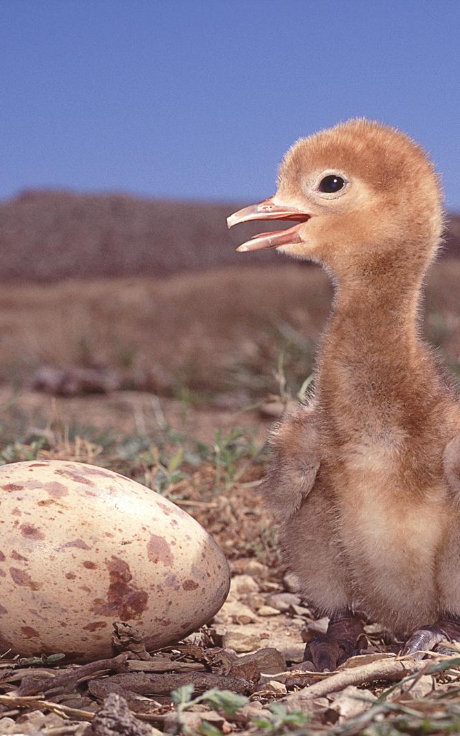 Baby bird next to egg