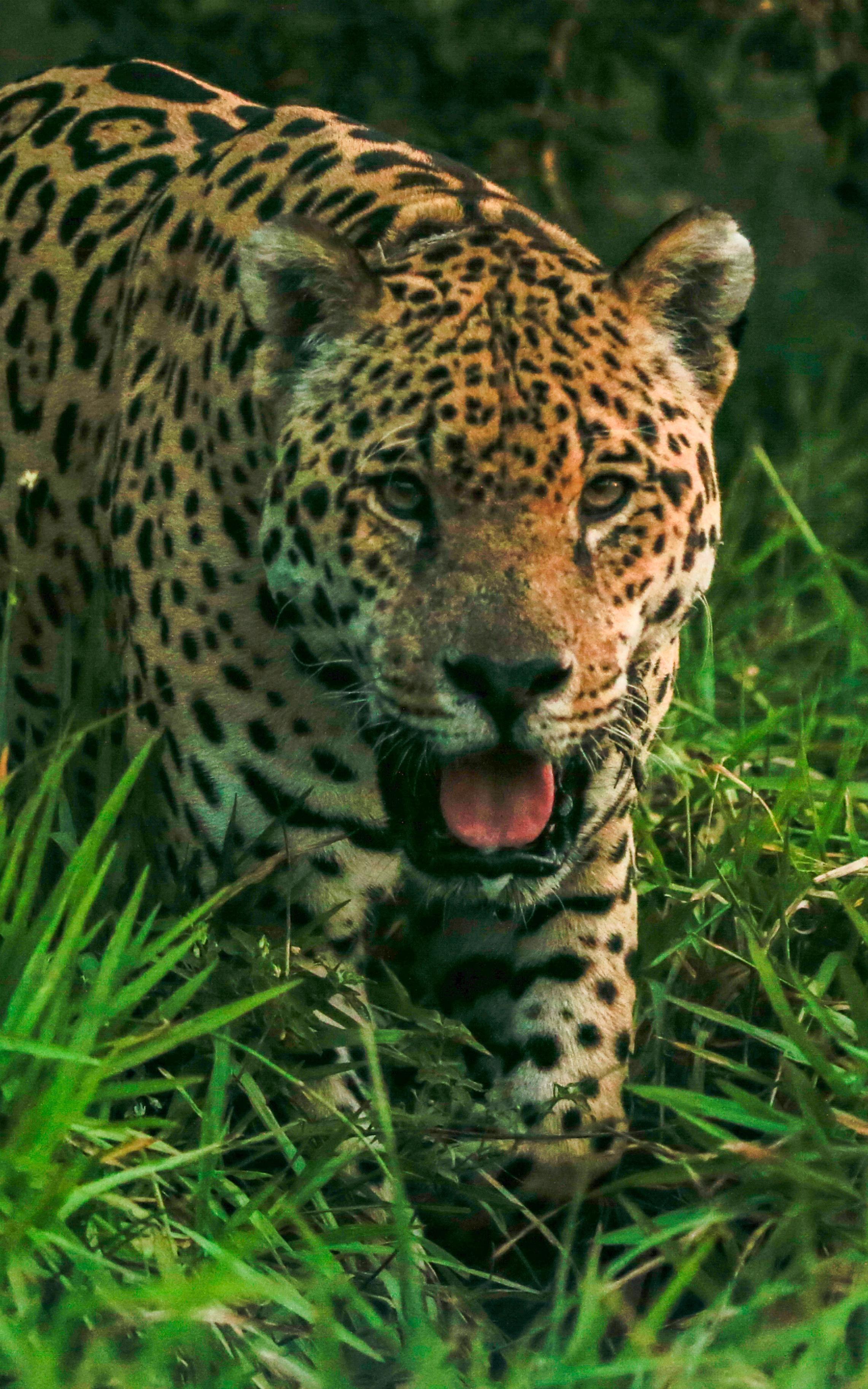 beautiful news jaguar