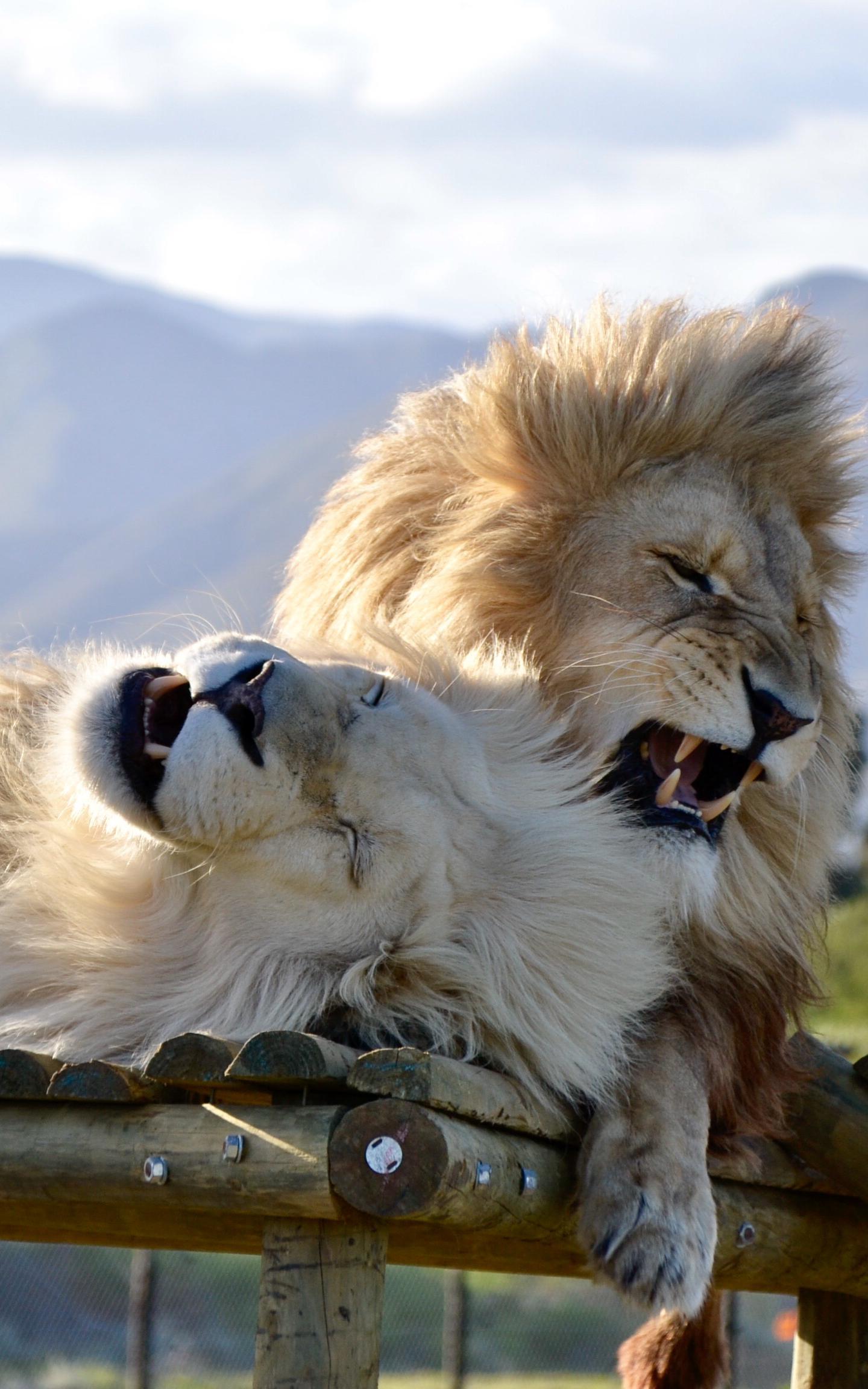 Lions on a perch