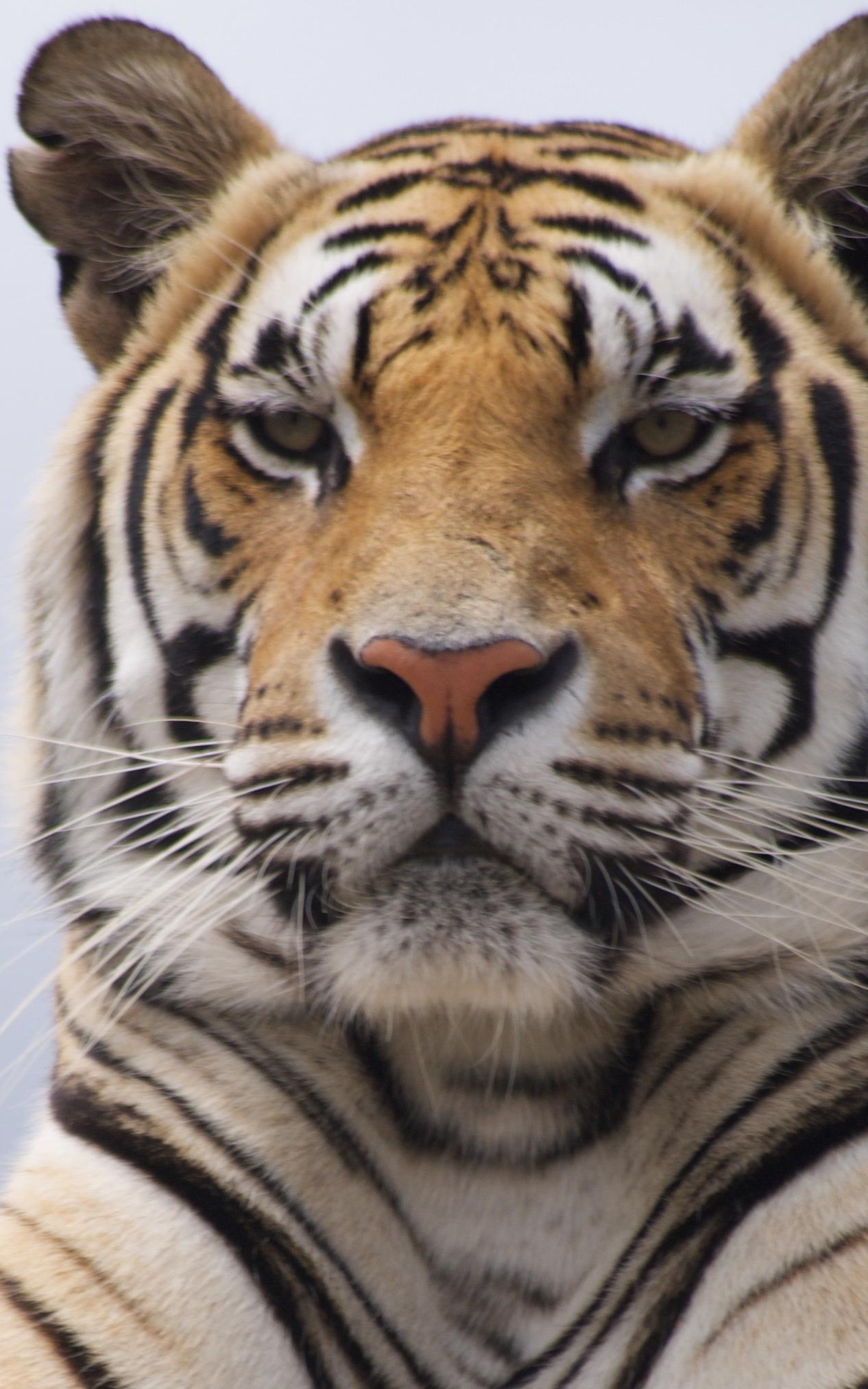 Tiger.