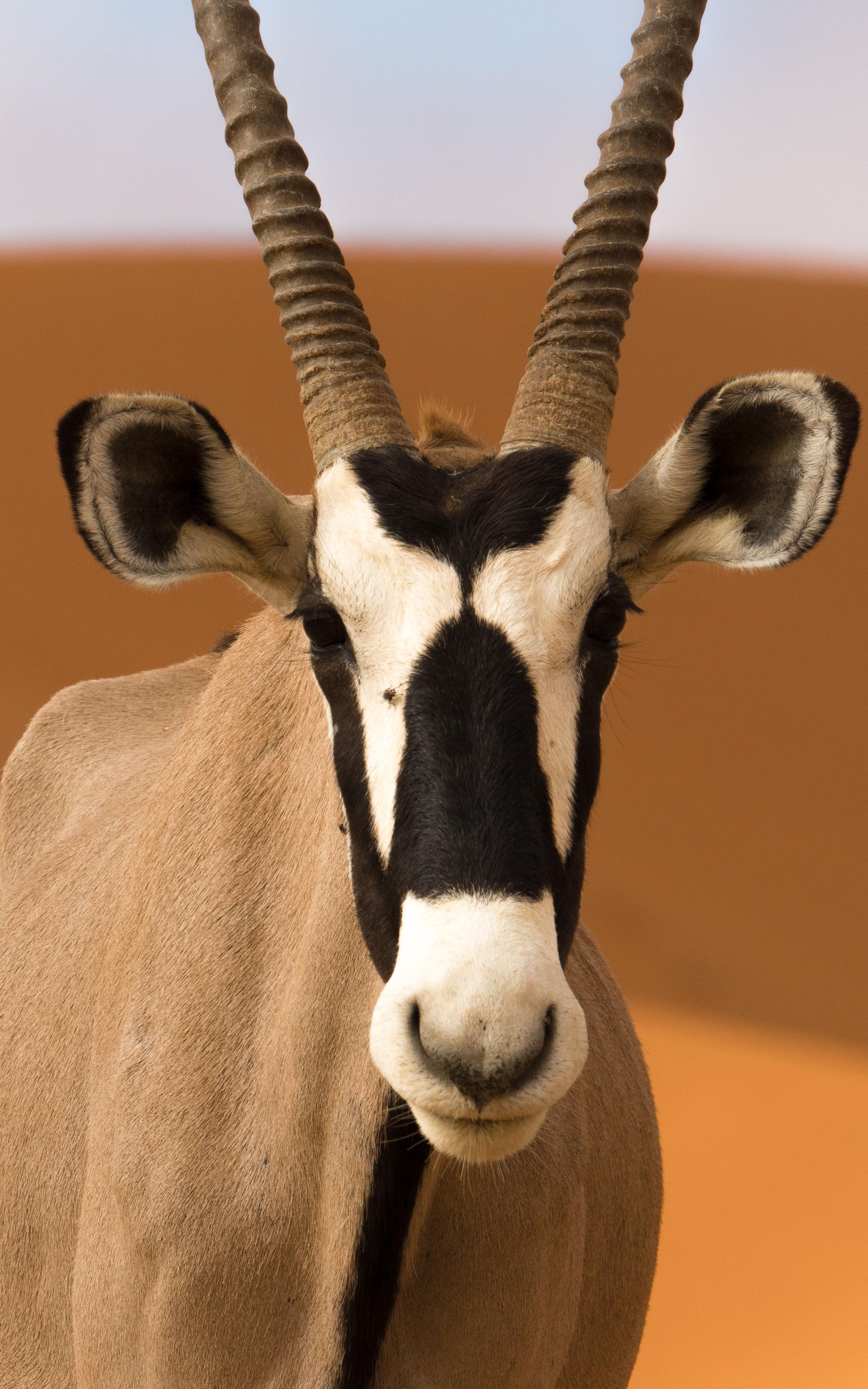 oryx.