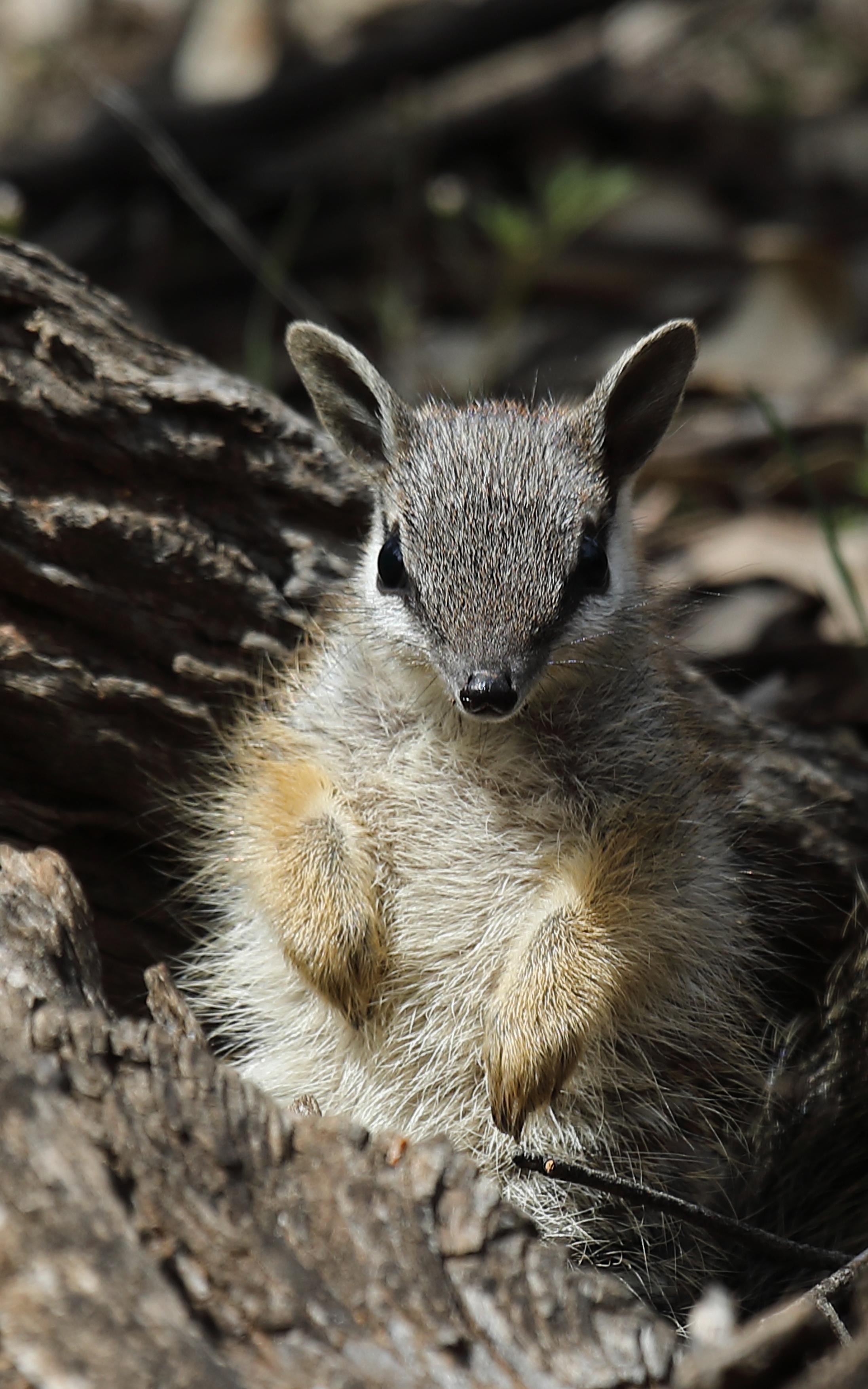 beautiful news numbat