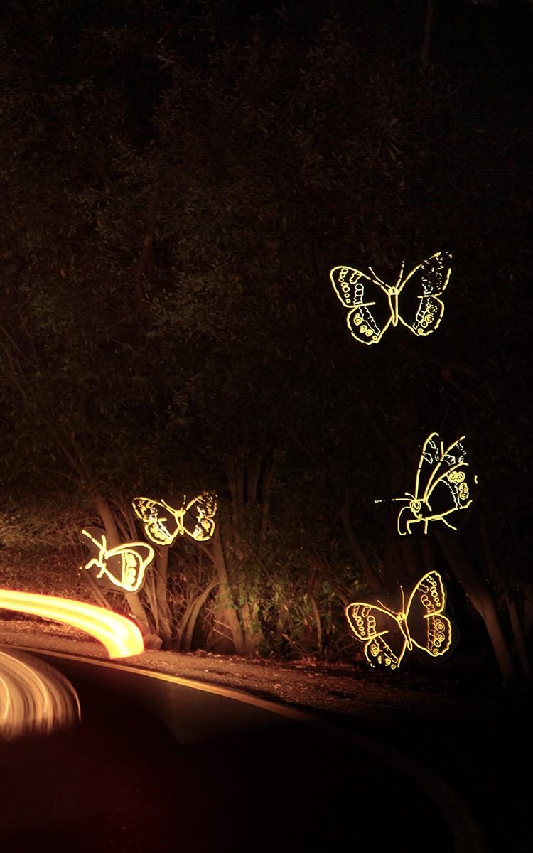 Beautiful News- Butterflies in the streets