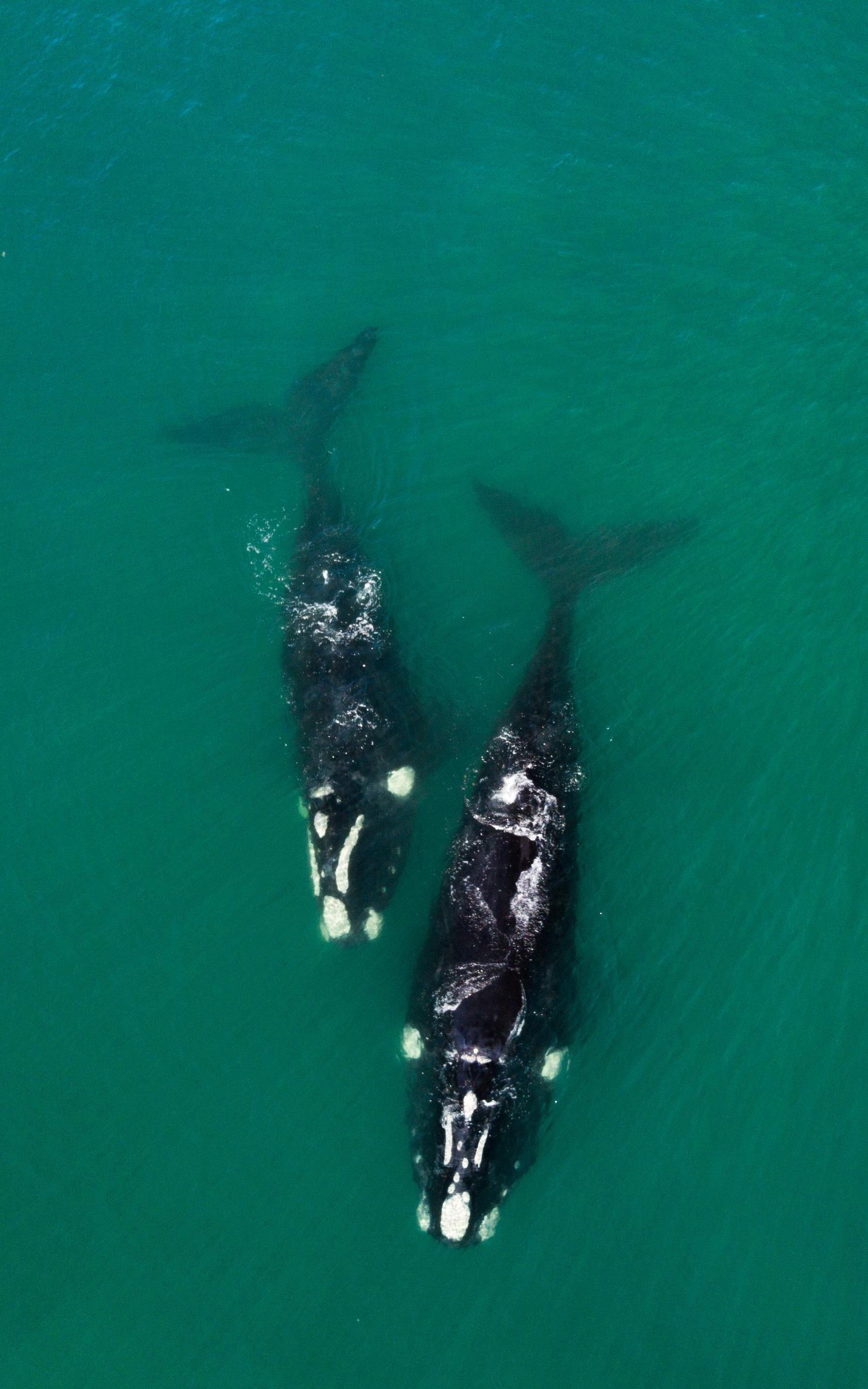 Two Whales in the ocean