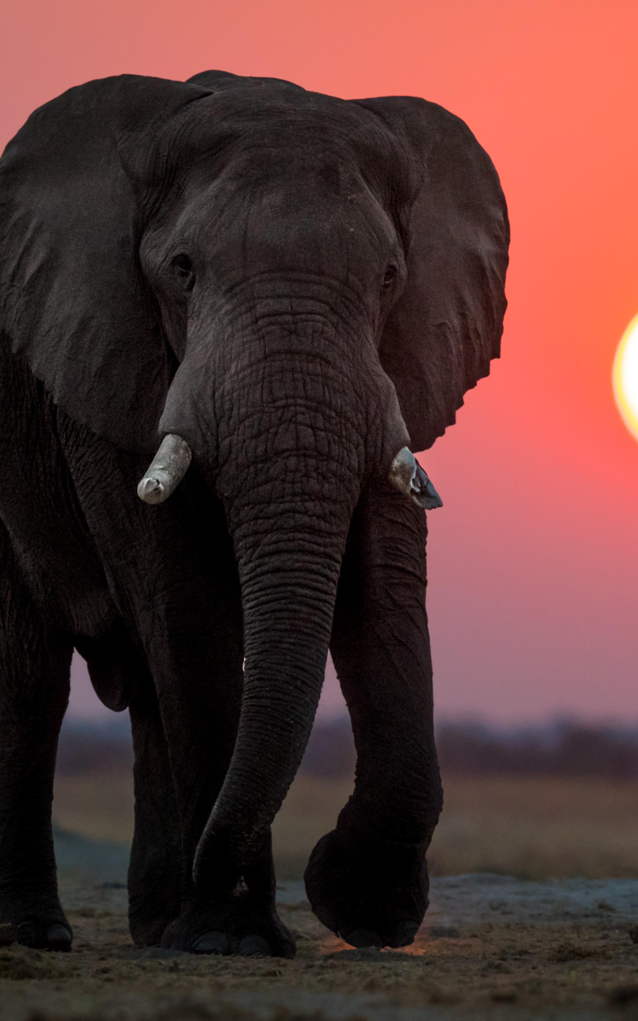 Elephant and sunset