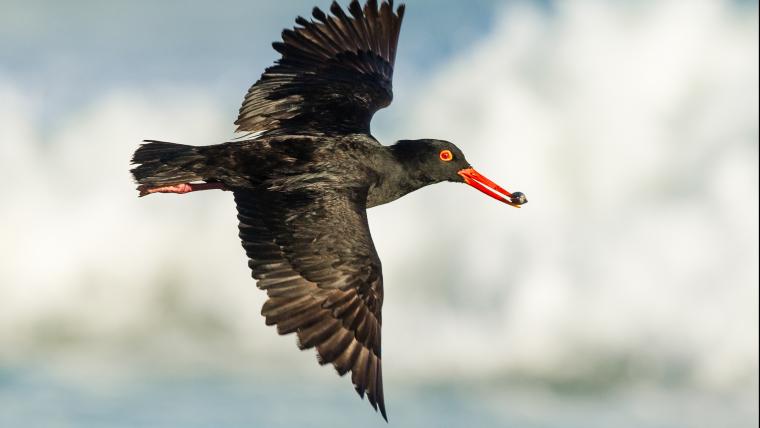 African black oystercatchers lead the perfect life.
