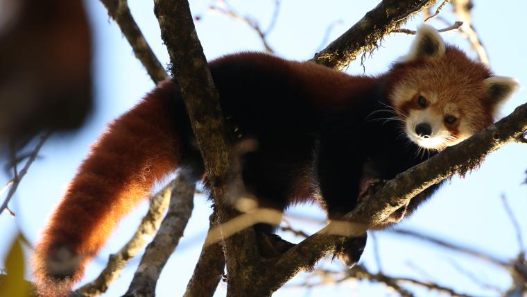 beautiful news red panda