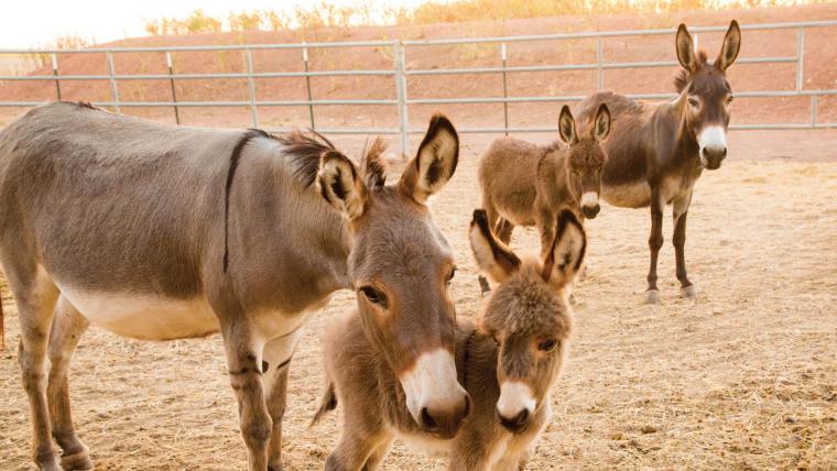 beautiful news donkey rescue