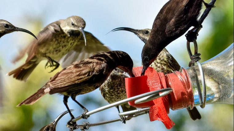 How one woman helped birds take flight after the Knysna fires