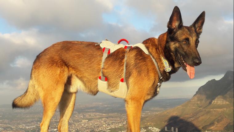 Dog raised money for the Endangered Wildlife Trust.