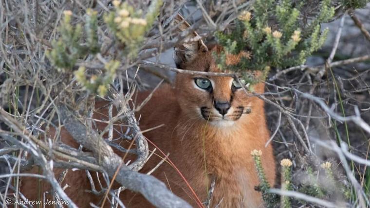 Beautiful News-Caracal in the bush