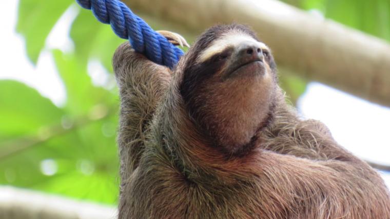 Beautiful News - A sloth hangs peacefully from a rope bridge in Costa Rica