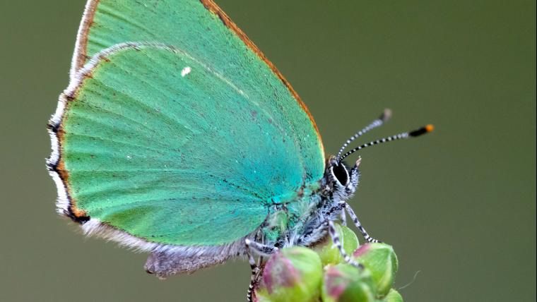 beautiful news butterflies