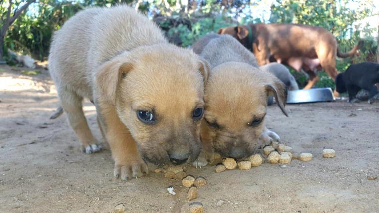 puppies eating kibble