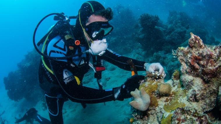 diver in the ocean.