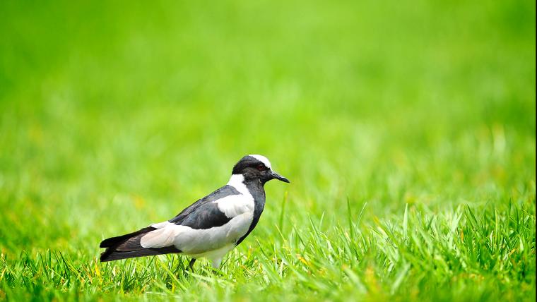 Bird on grass