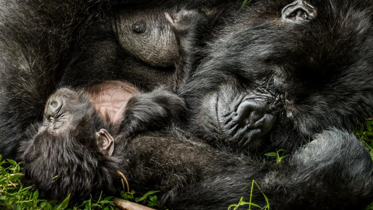 gorillas cuddling