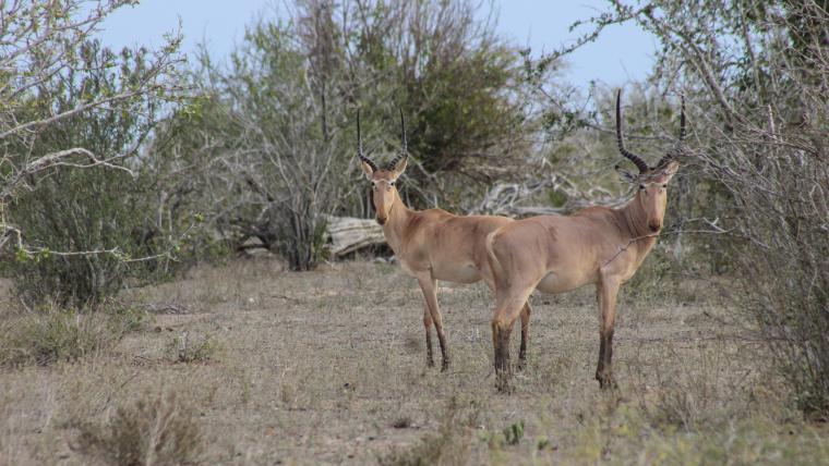 Beautiful News-Two antelopes 