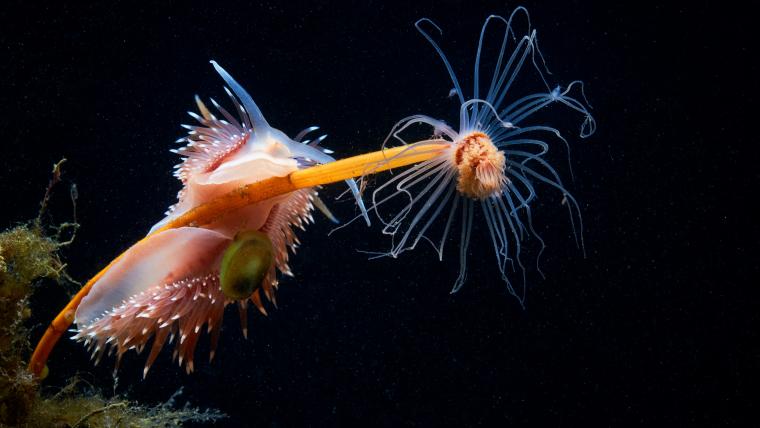 Beautiful News-Marine life image