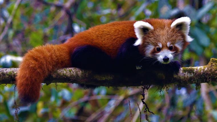 Beautiful News-Red panda perched on a tree branch