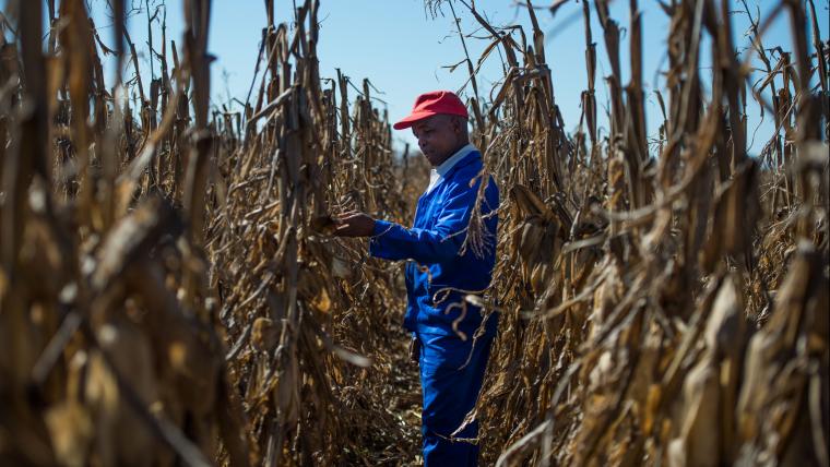 Man. Crops. Farm