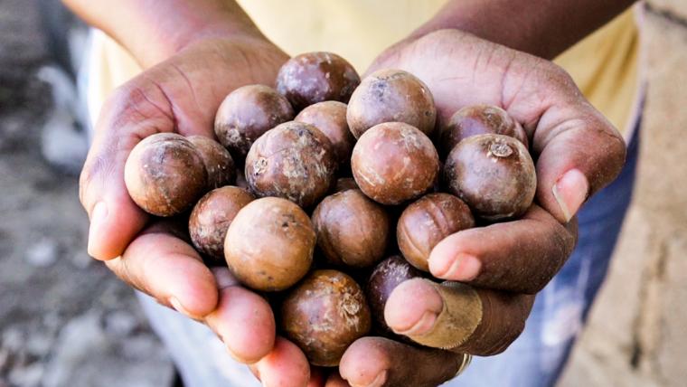 Hands holding macadamias