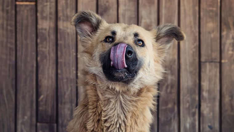 Dog licking nose