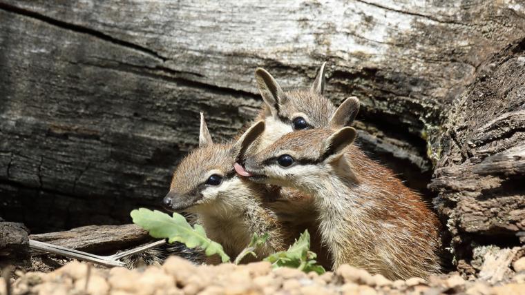 beautiful news numbats